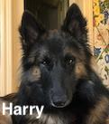 Harry