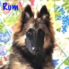 Rum