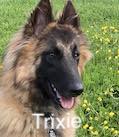 Trixie