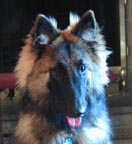 Merlin
