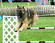 Merlin