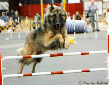 Merlin