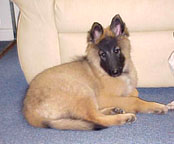 Merlin