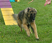 Merlin